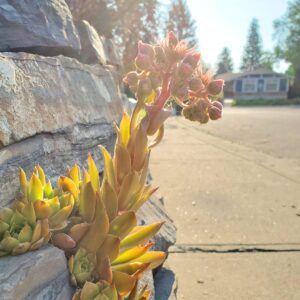 Garden design coaching services for challenging Calgary landscapes